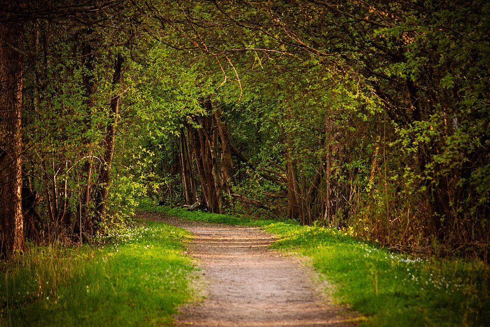Forest path through a deciduous forest in spring, Finland.jpg